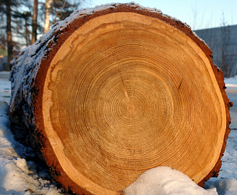 Основные свойства древесины сибирской лиственницы